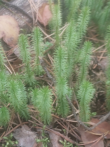 interrupted clubmoss
