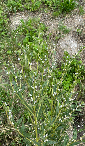 Common Gromwell