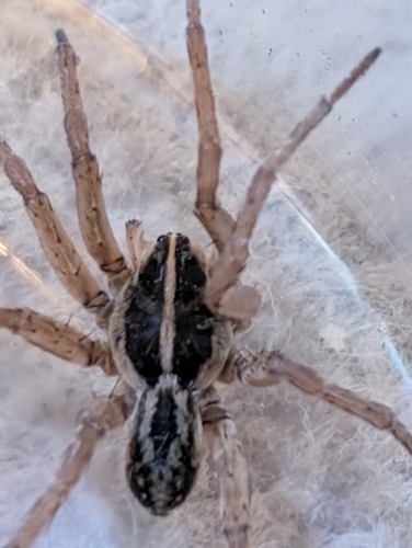 Wetland Giant Wolf Spider