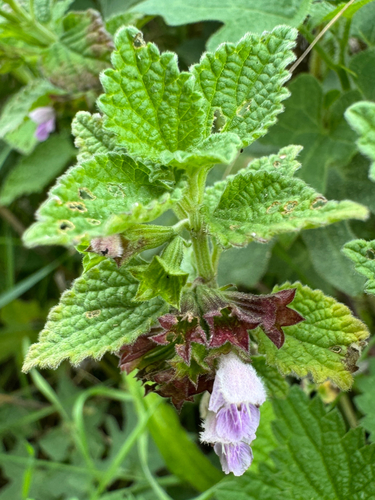 Black horehound