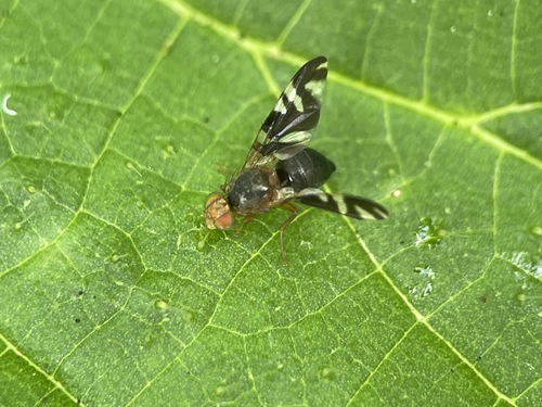 Banded Nettle Fly