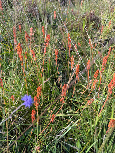 bog asphodel
