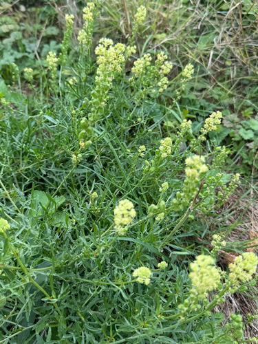 Wild Mignonette