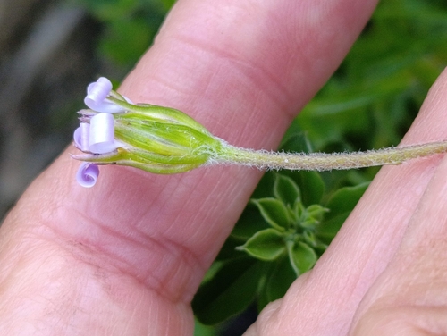 Zyrphelis taxifolia, 2026-09-16
