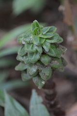 Costus claviger