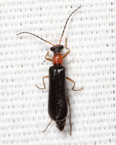 Simple Soldier Beetle