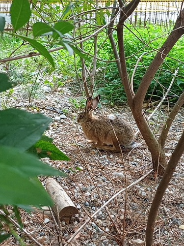 Brown Hare