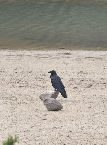 Common Raven