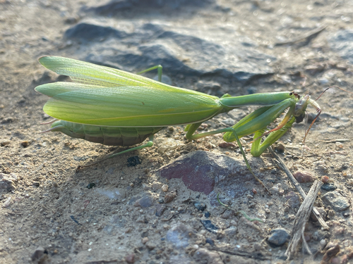 European Mantis