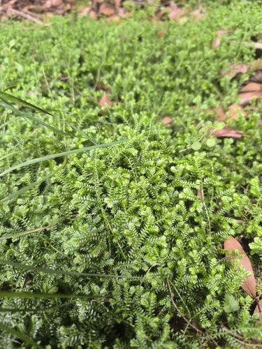 Krauss's clubmoss
