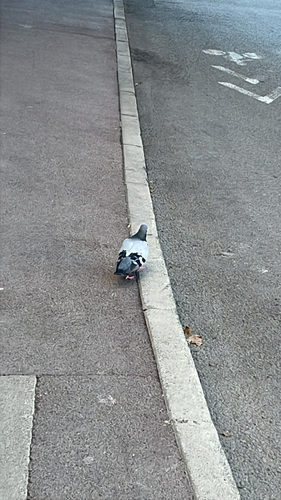 Feral Pigeon