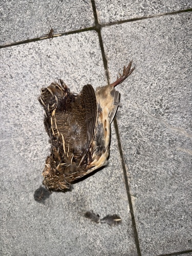 Japanese Quail