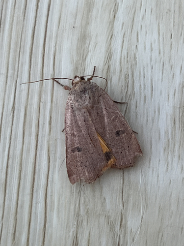 Lesser Yellow Underwing