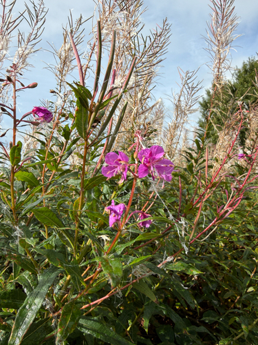 fireweed