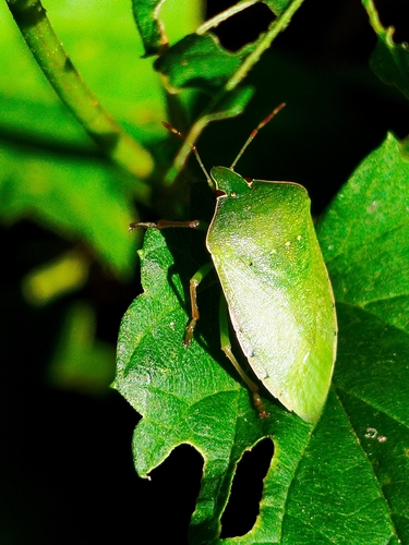 Southern Green Stink Bug