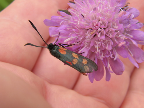 Vingiorykštinis Marguolis