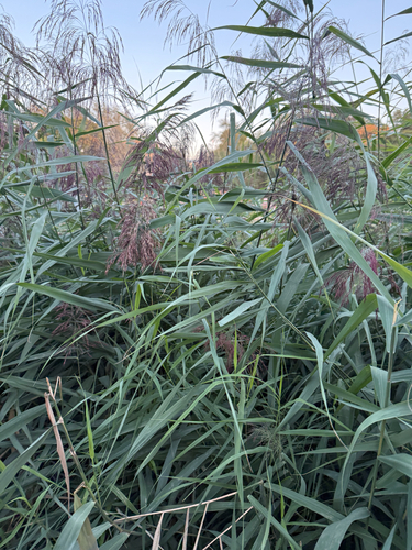 Наблюдение на iNaturalist