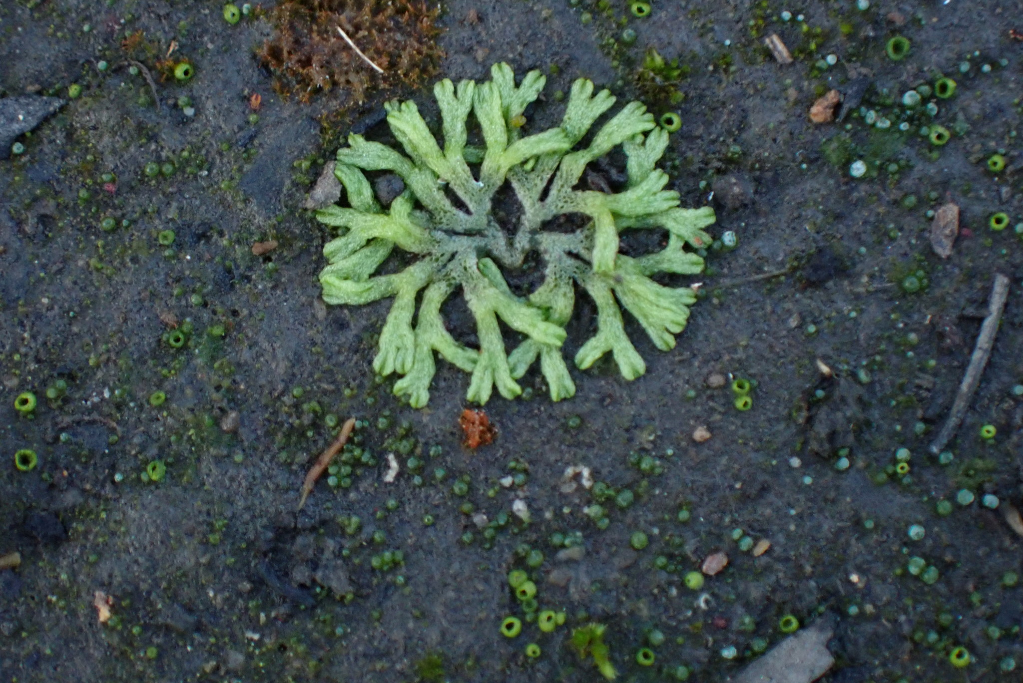 Riccia multifida
