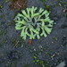 Riccia multifida - Photo (c) P+B, some rights reserved (CC BY-NC), uploaded by P+B