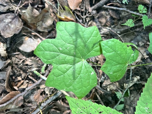Menispermum canadense, photograph 5