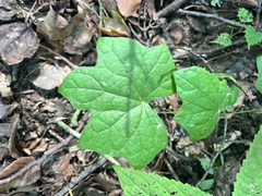 Menispermum canadense, photograph author not stated, no rights reserved