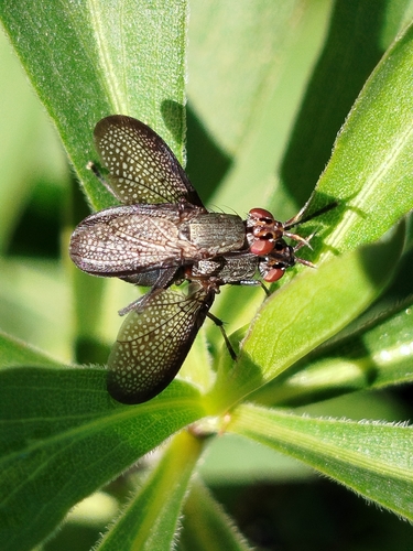 Sieve-winged Snailkiller