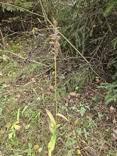 Dactylorhiza maculata observed 2026-09-16