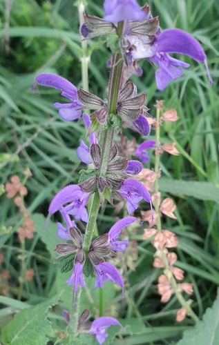 Meadow Sage