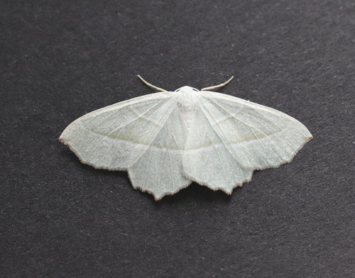 Light Emerald