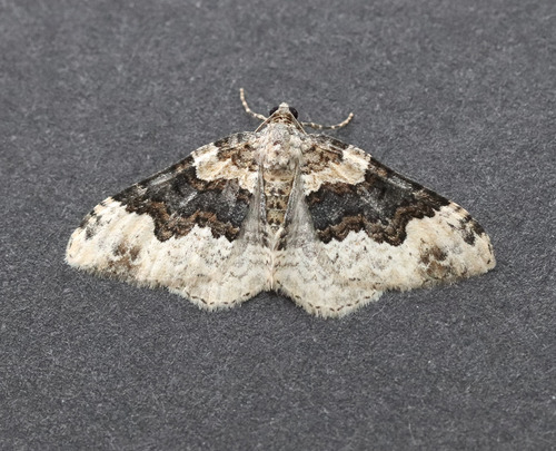 Galium Carpet