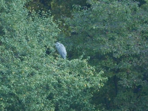 Grey Heron