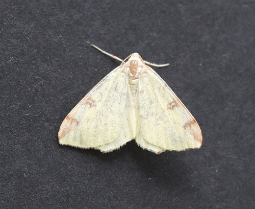 Brimstone Moth