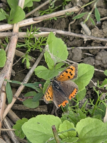 Small Copper
