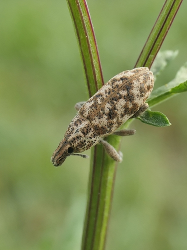 Cyphocleonus dealbatus