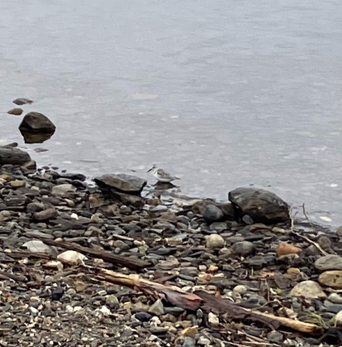 Sanderling