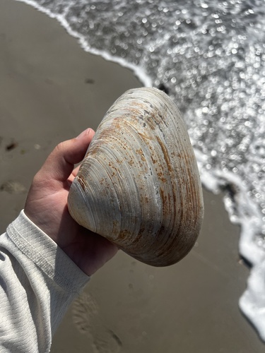 West Atlantic Surfclam