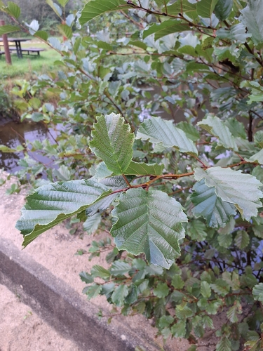 common alder