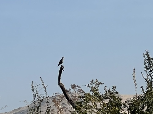 California Quail