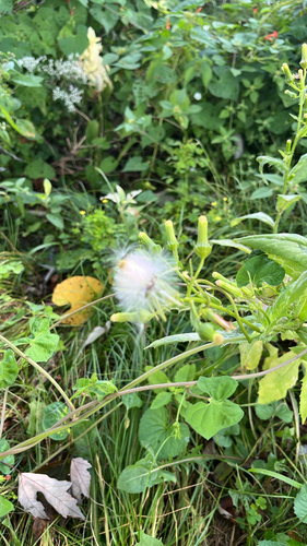 American burnweed