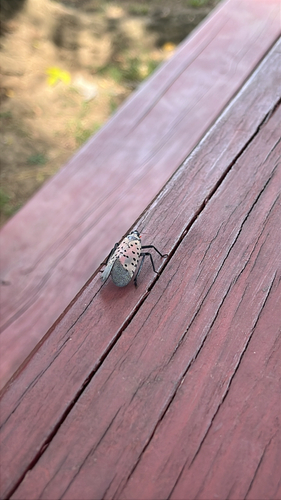 Spotted Lanternfly