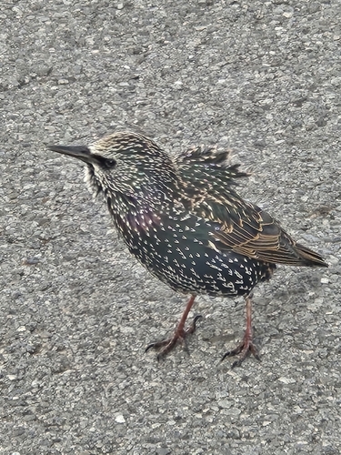 European Starling