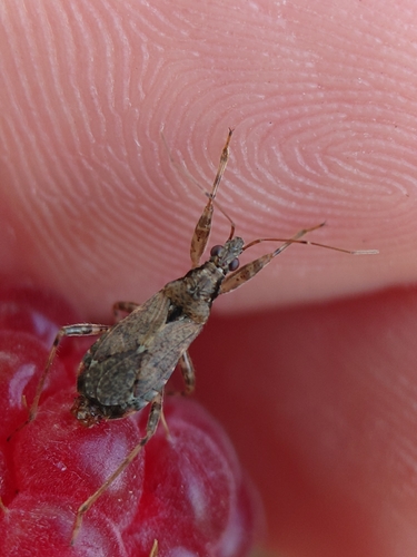 Ant Damselbug