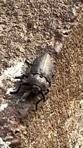 Capnodis tenebricosa