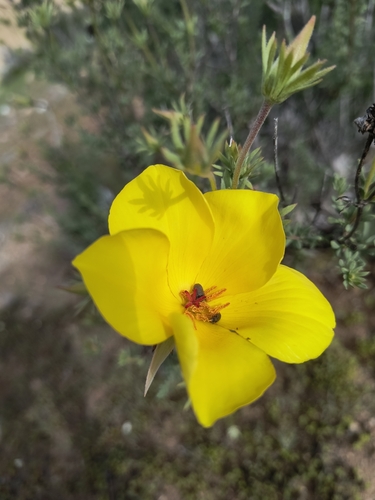 Balbisia peduncularis, photograph 5