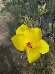Balbisia peduncularis, photograph (c) Elías Acosta Quiroz, some rights reserved (CC BY)