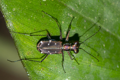 Cylindera spinolai
