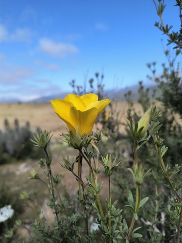 Balbisia peduncularis, photograph 6