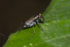 Cylindera spinolai