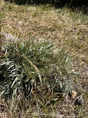 Lomelosia graminifolia