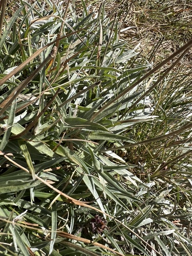 Lomelosia graminifolia, photograph 2